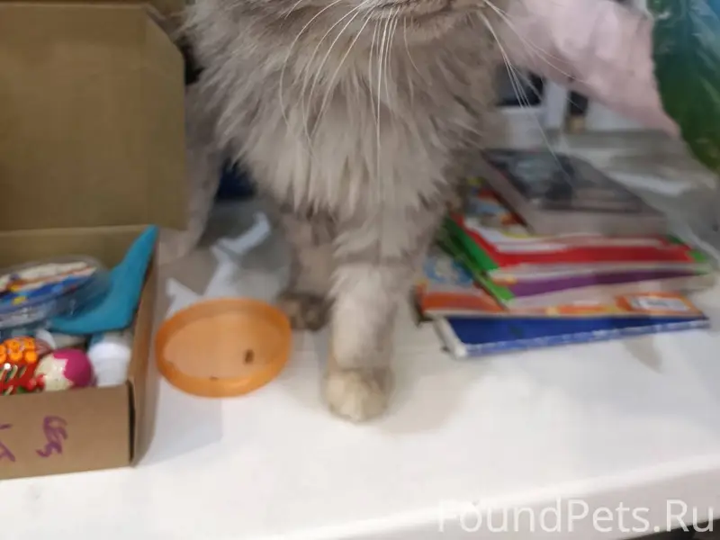 Найдена кошка около ТЦ Дюны, б...