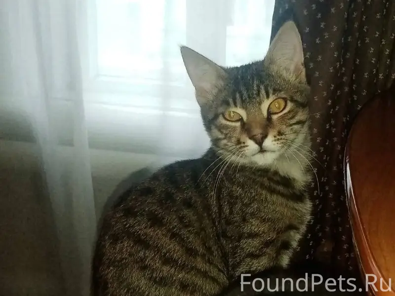 Пропал кот, в районе целины, н...