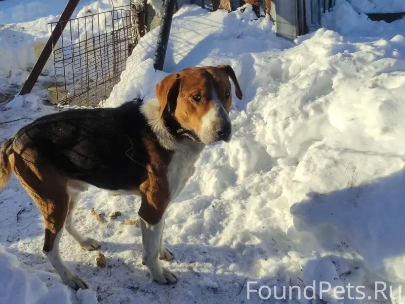 Найдена собака! Пожалуйста, ма...