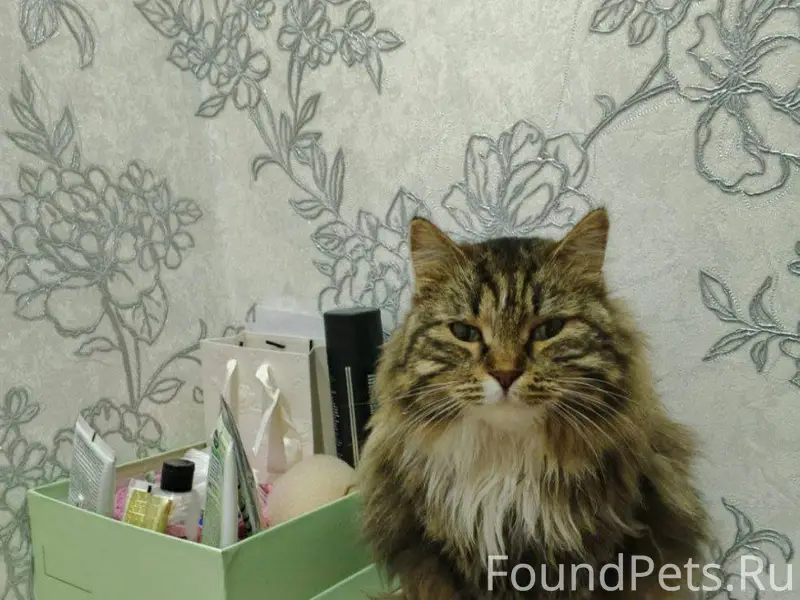 Пропала наша кошка-любимица на...