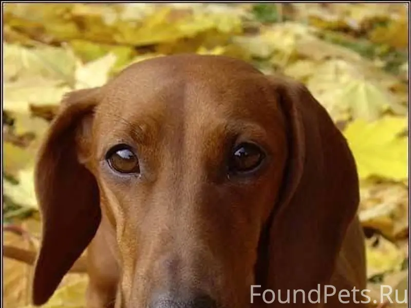 Здравствуйте потерялась собака...