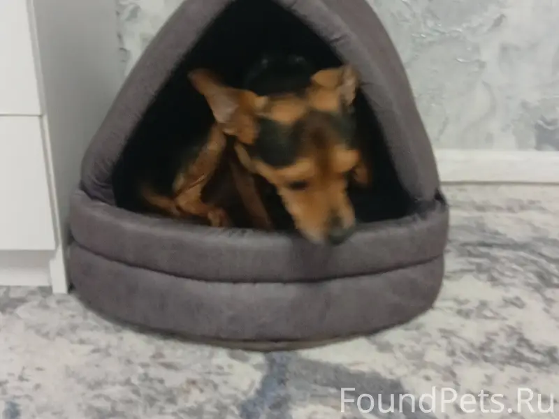 Потерялась собака гКыштым райо...