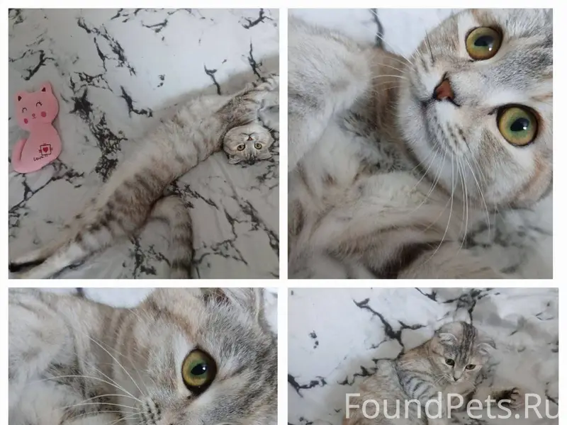 Пропала кошка (Буся) На Гагари...