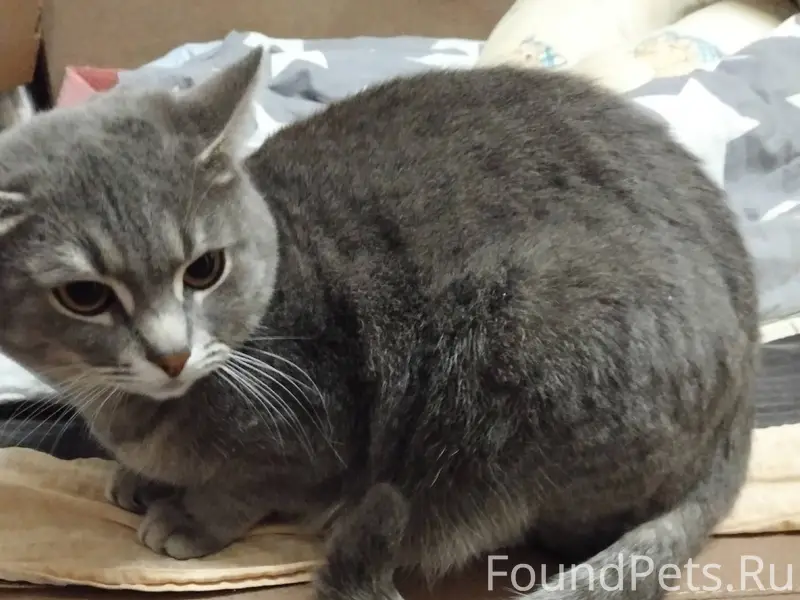 Помогаю информационно. Срочно!...