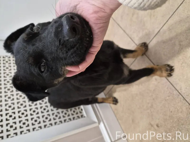 Найден щенок