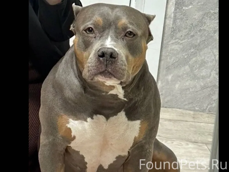 ❗️Потерялась собака ❗️ Грачевс...