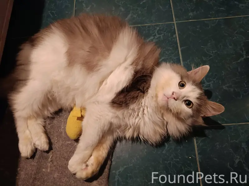 Ищу бывших (или будущих) хозяе...