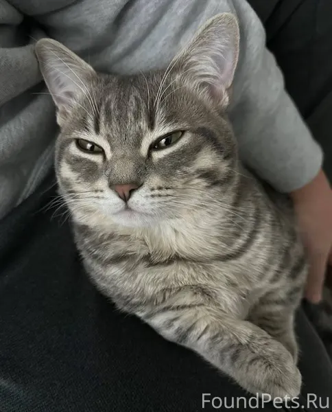 14.01 пропал кот, район Туркес...