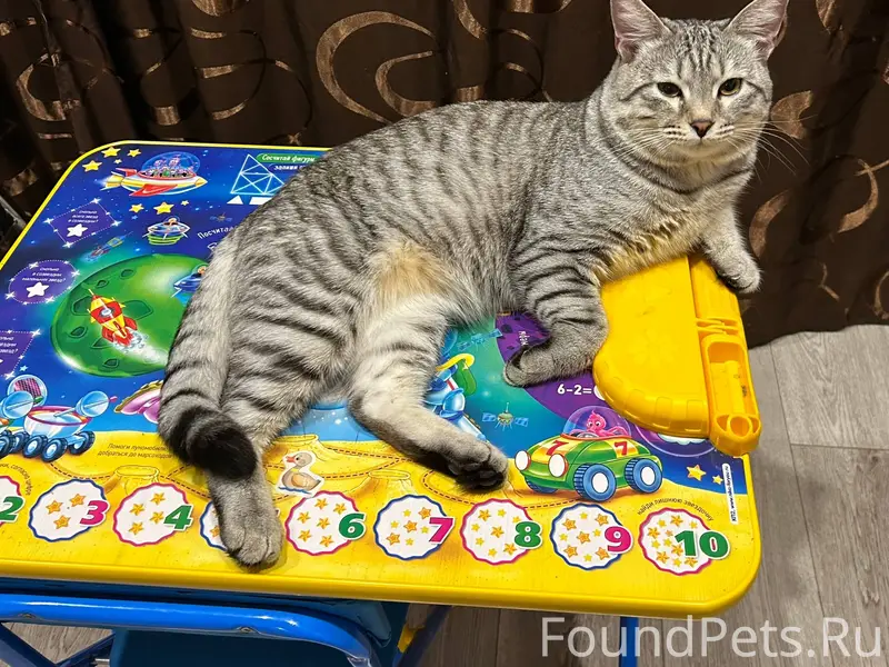 Пропал молодой кот в районе д....