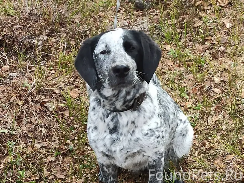 Мурманск. Пропала собака! Райо...