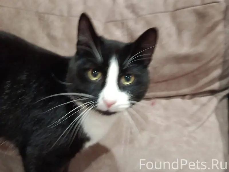 ПРОПАЛ КОТ!!! С переулка Желез...