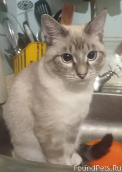 ПРОПАЛ КОТЁНОК-ПОДРОСТОК,В АУЛ...