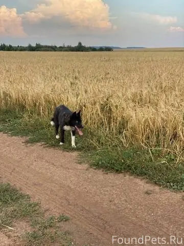 Пропала собака породы лайка, о...
