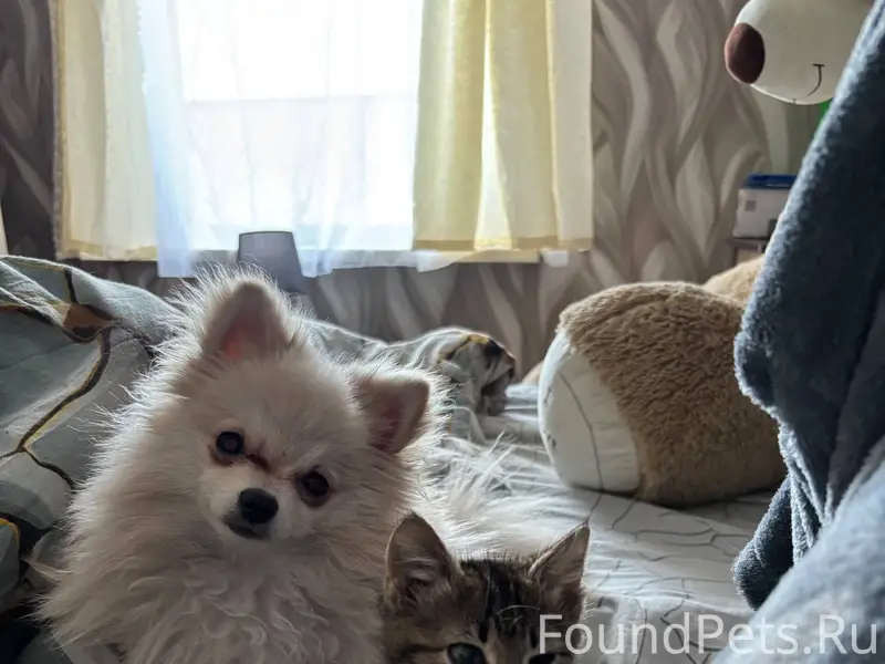 Пропала собака порода шпиц из ...