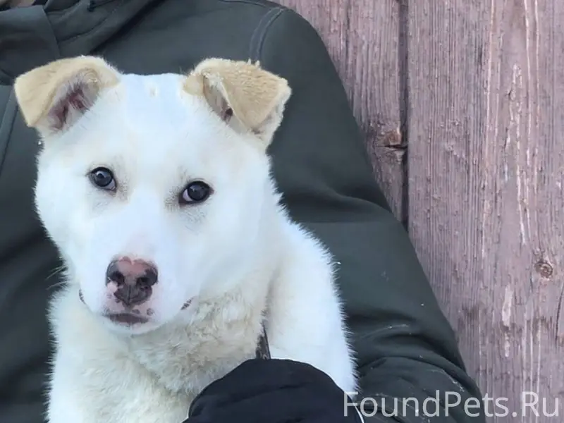 Пропала собака в поселке Север...