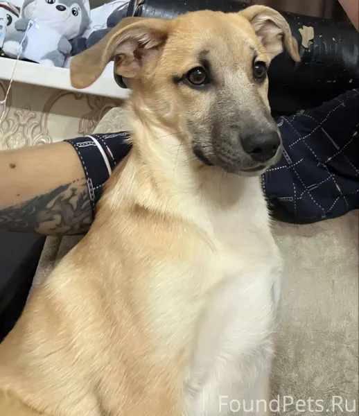 Потерялся щенок(4 месяца) по о...