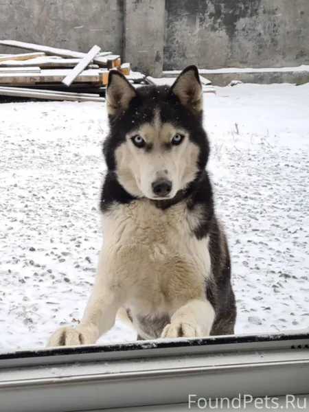 21.01.26 Убежала собака в...