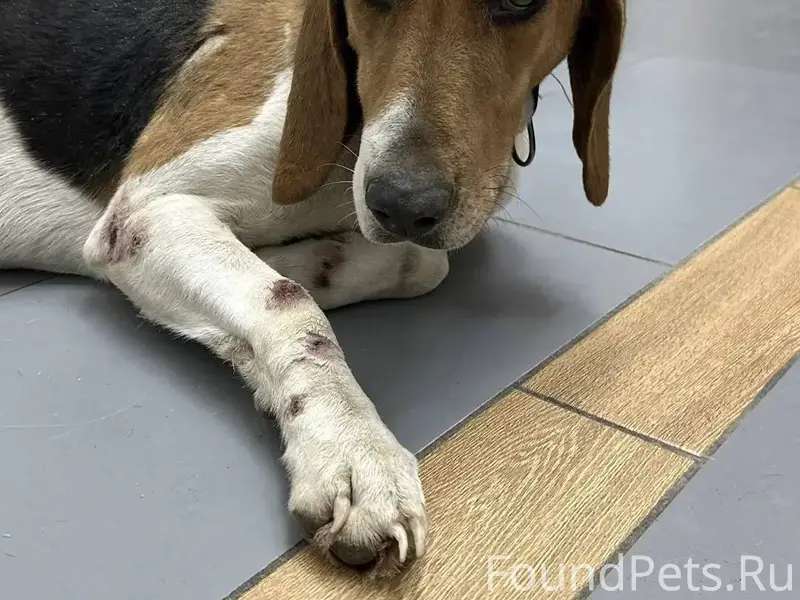 ‼️ПОМОГИТЕ НАЙТИ ХОЗЯИНА‼️ 🆘🆘🆘...