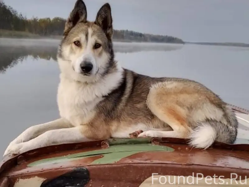 Пропала собака, кобель, может ...