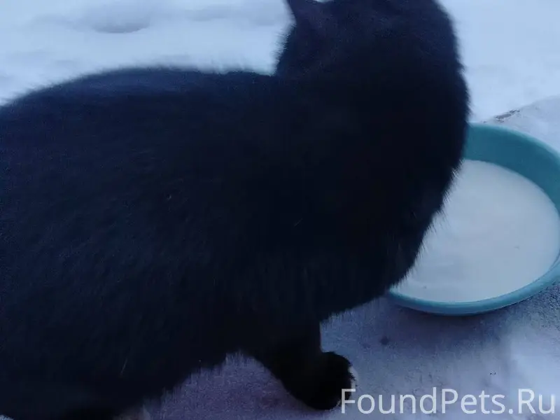 Доброго дня! Прибился кот, чер...