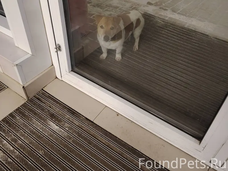 Собака потеряшка. Район химмаш...