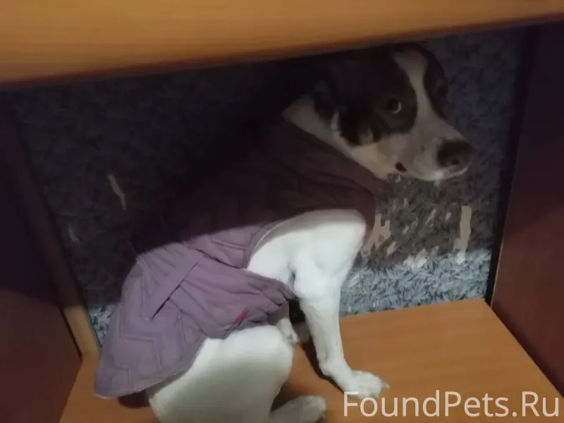 Потерялась собака зовут рей, у...