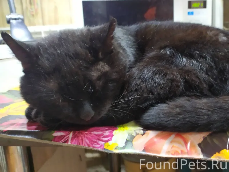 16 января пропал черный кот с....
