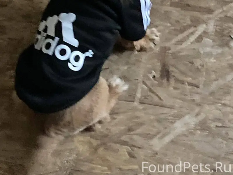 Лысково! Пропала собака!!! Есл...