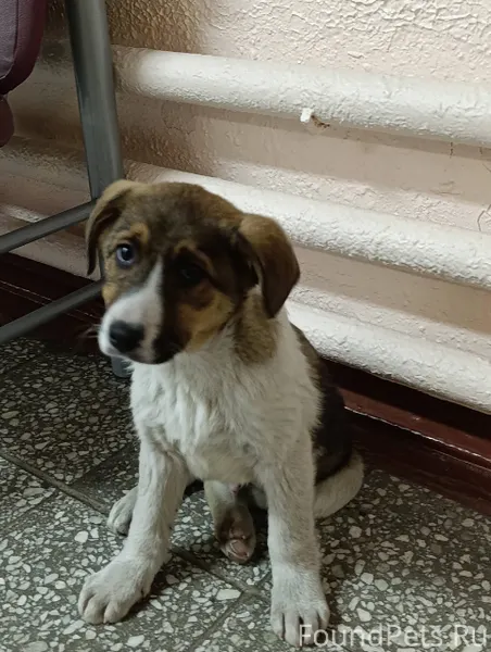 Найден щенок!!!! Пришёл на тер...