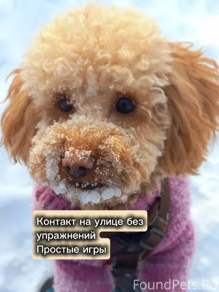 Контакт- основа послушания. Мы...