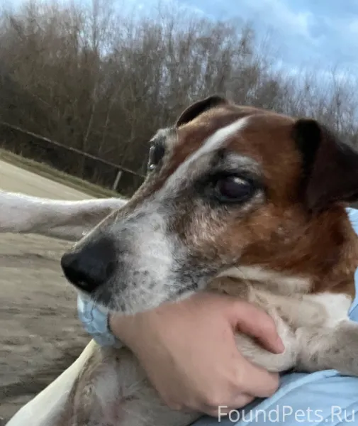 Здравствуйте,пропала собака,пе...