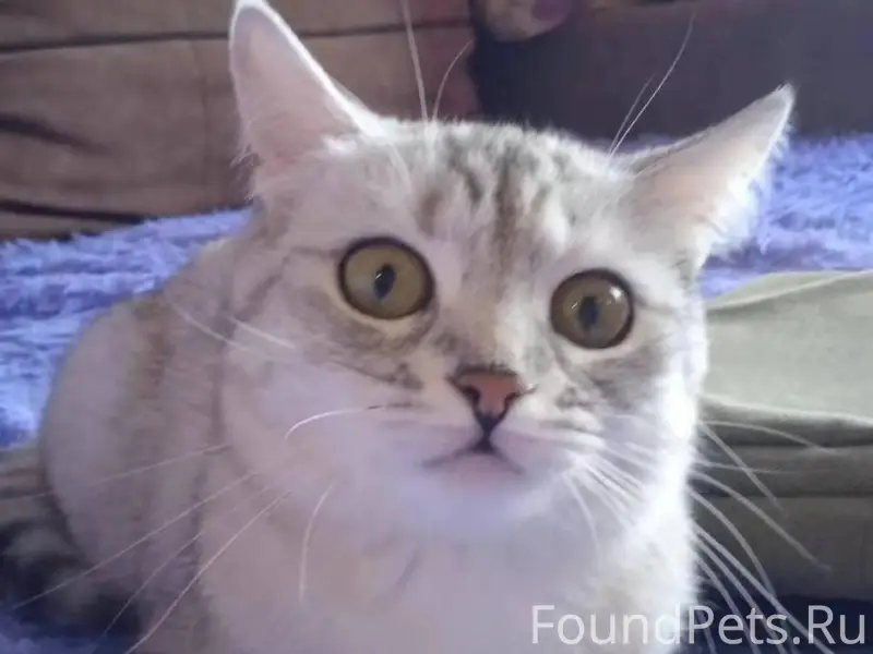 Пропала кошка! Пожалуйста, мак...