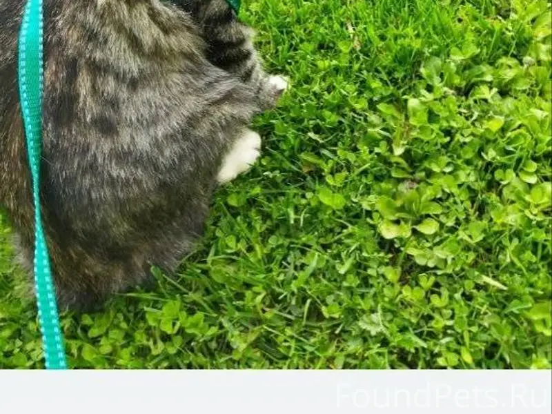 Г. Талдом, ул. Советская пропа...