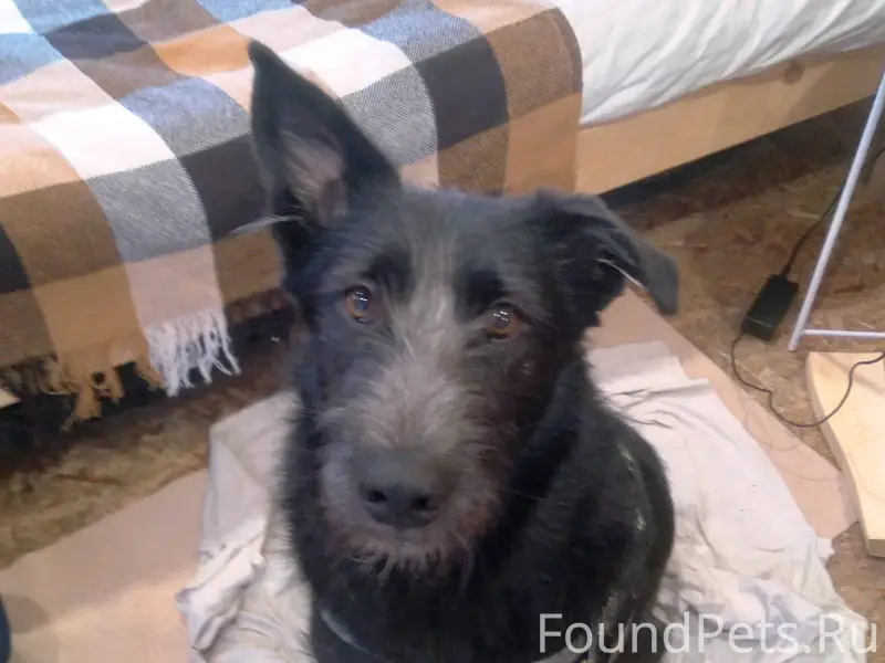 Вчера поздно вечером убежал пё...