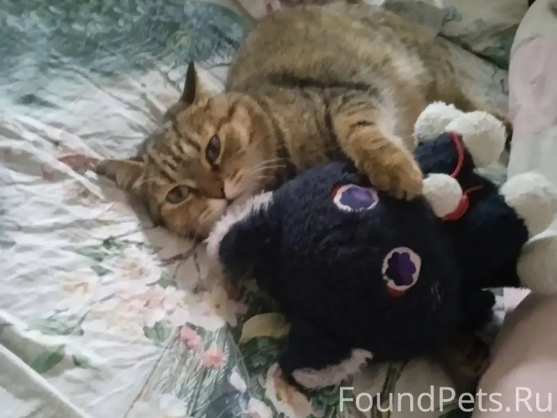 У моей подруги пропала кошка п...