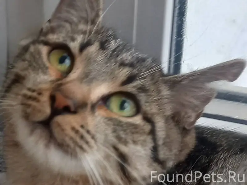 НАЙДЕН КОТ !!! 21 января в под...