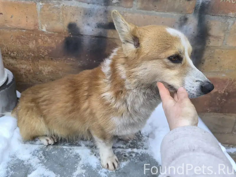 Нашли коржика- потеряшку. Маль...