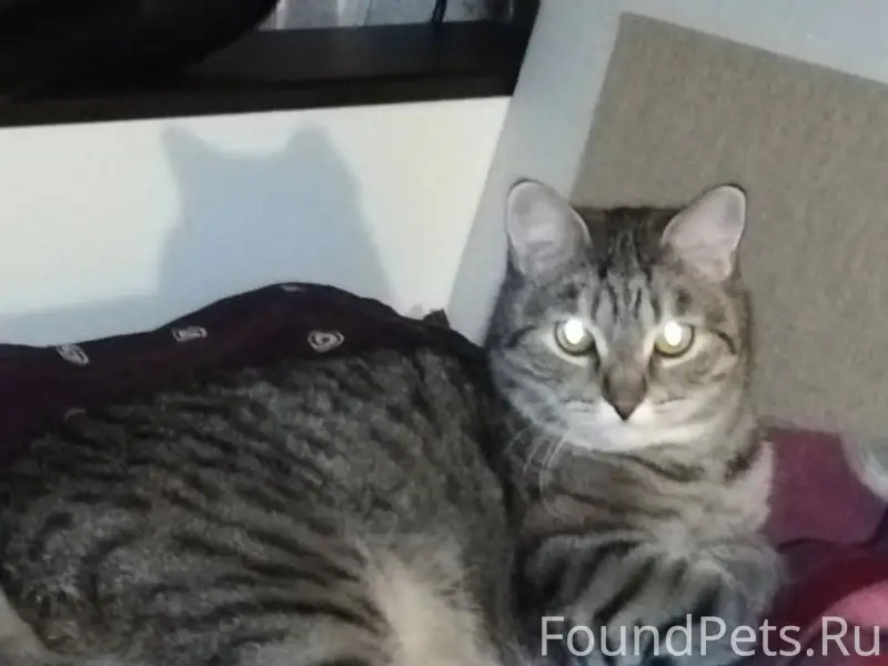 Пропал кот Есенин(Сеня) 20.01....