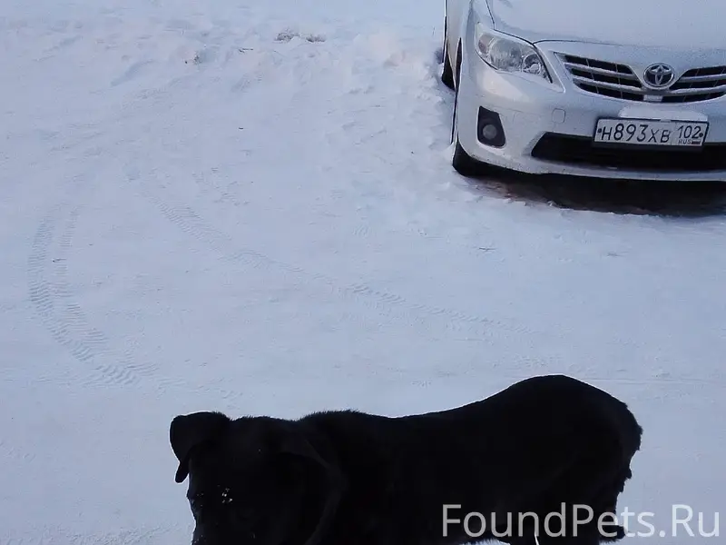 ИШИМБАЙ. Чья-то собака потерял...