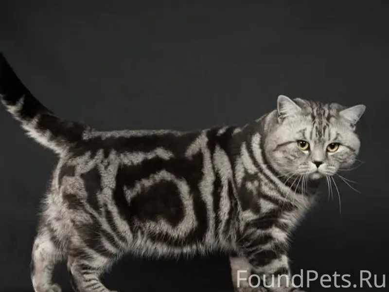 Пропал кот ориентировочно на у...