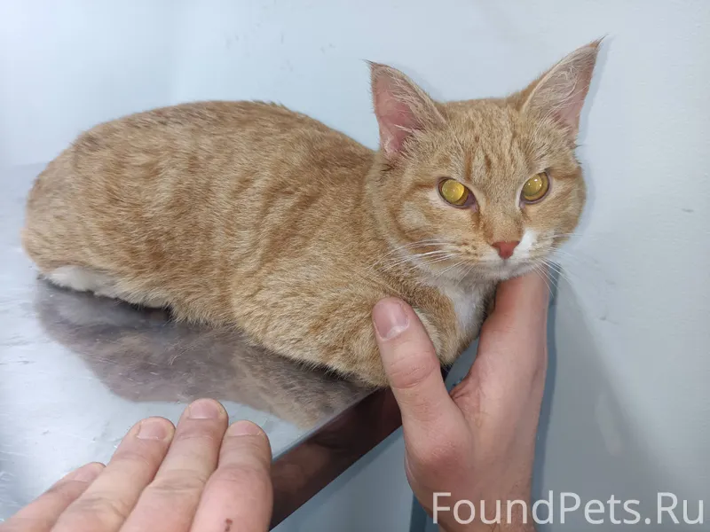 Найдена кошка. Ухоженная, дома...