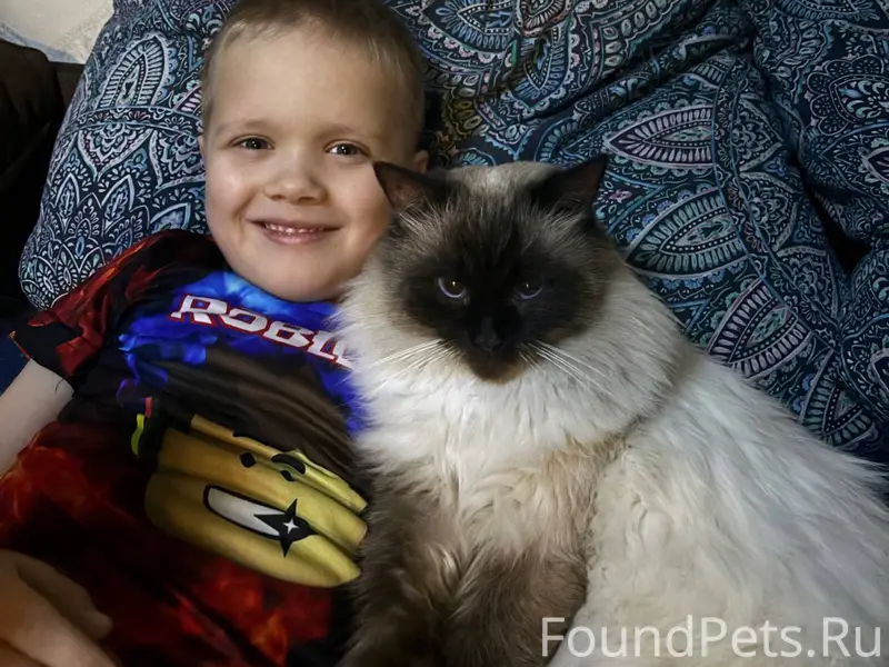 ‼️ Внимание! Пропал кот. Гулял...