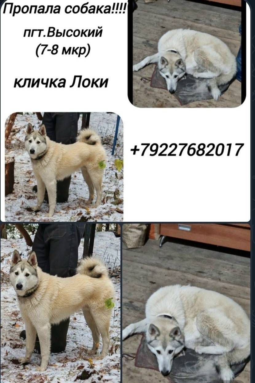 Пропала собака. Она может изме...