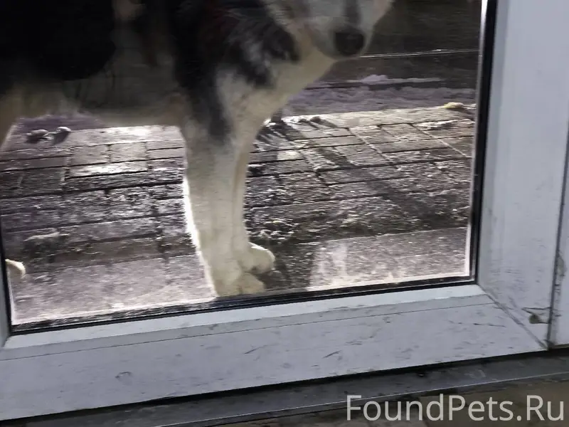 Чья потеряшка? Прибился кобель...