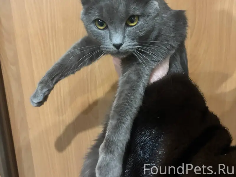 Найден кот. Мкр. Кочетовка 5, ...