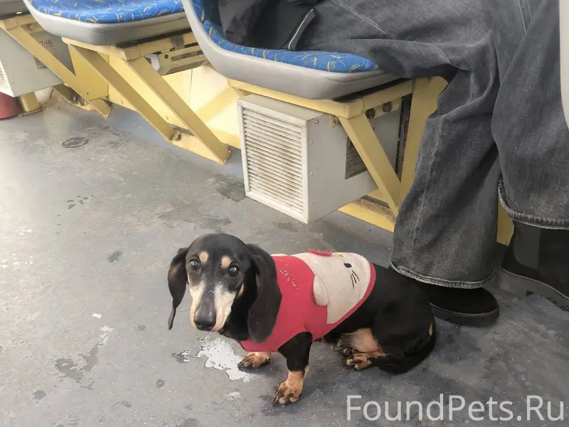 Найдена собака в трамвае №6. З...