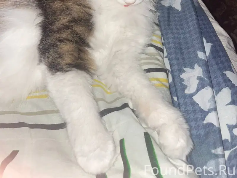 ПРОПАЖА!! Здравствуйте, пропал...