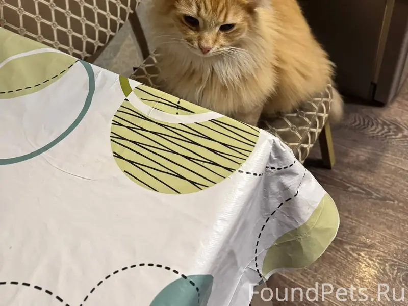 Срочно!‼️ найден кот или кошка...