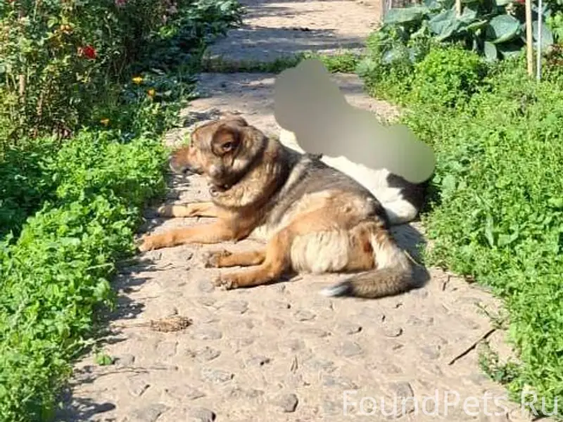 ПОТЕРЯЛСЯ РЫЖИК НА КОРОЛЕВА