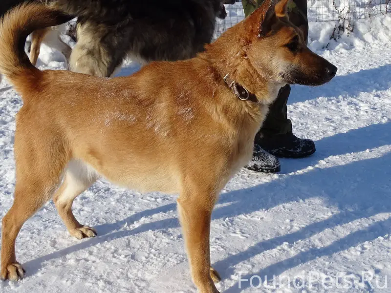 Добрый день. Пропала собака (к...